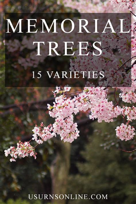 Memorial Trees: 15 Varieties » Urns | Online