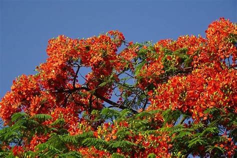 Gulmohar Tree: How to Grow, Its Uses, Benefits and Much More