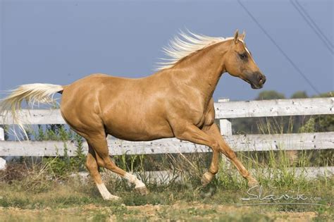 Palomino Horse Wallpaper