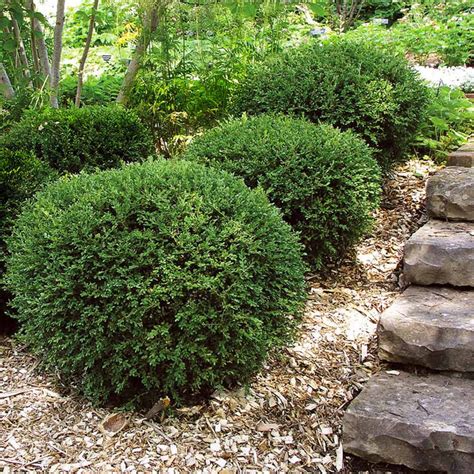 Wintergreen Boxwoods for Sale – FastGrowingTrees.com