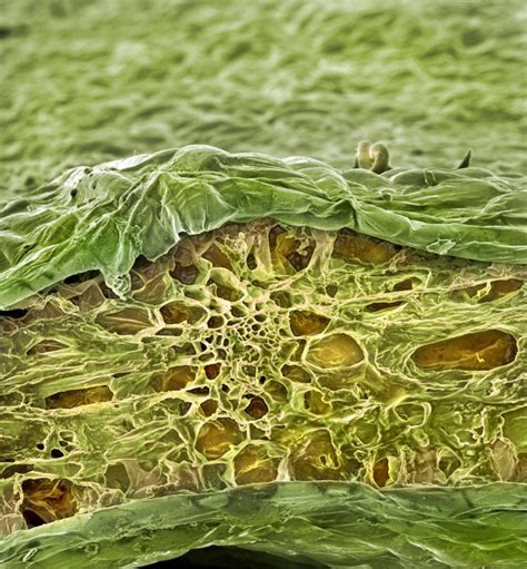 Foods Under The Microscope