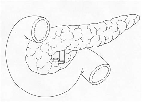 pancreas-duo.gif (555×400) | Medicina, Sistema endócrino, Pancreas anatomia