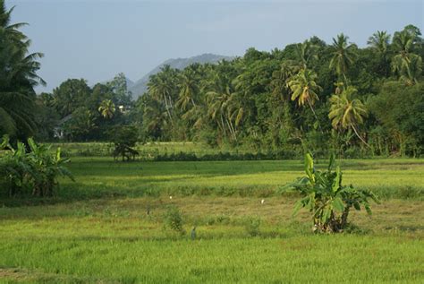 Sri Lankan rice cultivation in Paddy Fields