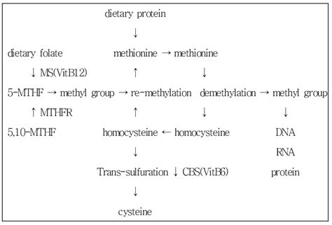 Schematic representation of homocysteine metabolism. MS:methionine ...