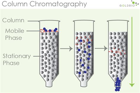 How Column Chromatography Works to Separate Proteins | GoldBio