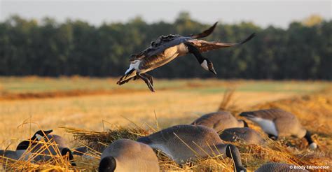 Canada goose hunting Brody Edmondson - Arctic Goose Joint Venture