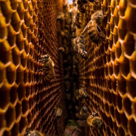 Study reveals honey bee nest structure is surprisingly adaptive, resilient