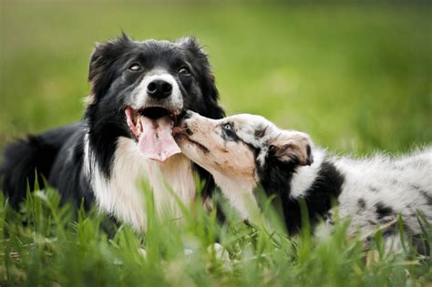 Border Collie Training - Easy and Hard - Paws Puppy | Dog facts, Dog ...