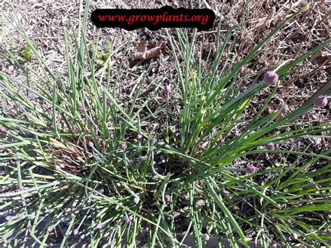 Chives plant - How to grow & care