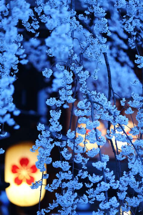 Cherry Blossom Night, Kyoto, Japan • Screaming to hear the echoes