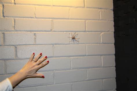 (19) The huntsman spider..the size of a small dinner plate or slightly smaller than the human ...