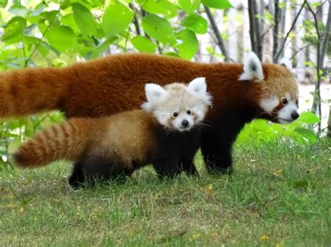 Baby Red Panda Goes For a Crisp Autumn Stroll With Her Mom Around Their Habitat at the Detroit Zoo