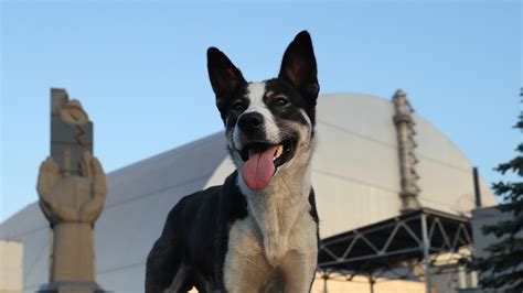 Scientists discover dogs thriving at Chernobyl nuclear site have evolved 'mutant DNA' that helps ...