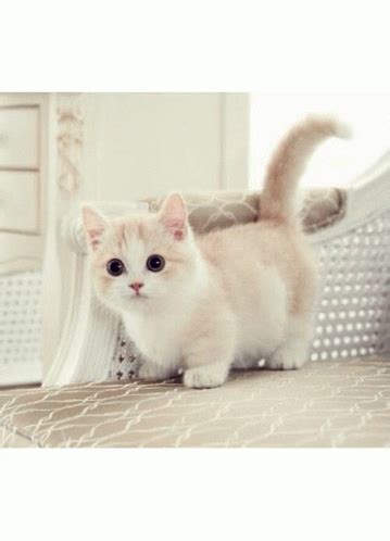 Adorable Cutest Cats