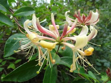 Lonicera periclymenum (Common Honeysuckle) - World of Flowering Plants