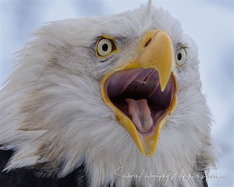 Screaming Eagle Closeup - Shetzers Photography