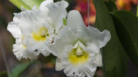 Bunga Anggrek Cattleya Putih, Keindahan dan Keunikannya - De Orchids