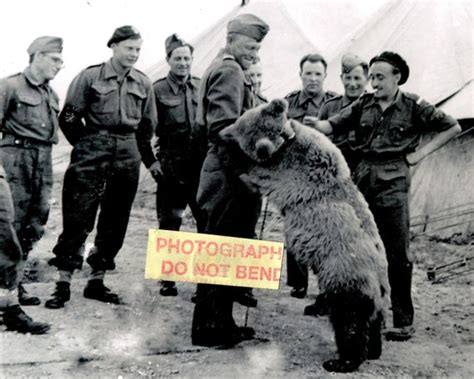 8x10 photo Wojtek 3 the Polish WW2 bear circa 1943 | Etsy