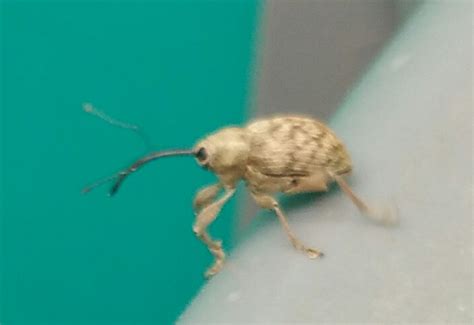 Acorn Weevil: All You Need to Know in a Nutshell - What's That Bug?