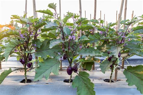 Eggplant Spacing » Facts on Proper Distance for Happy Plants