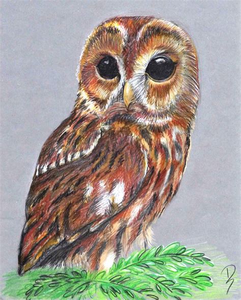 Owl Color Drawing at GetDrawings | Free download