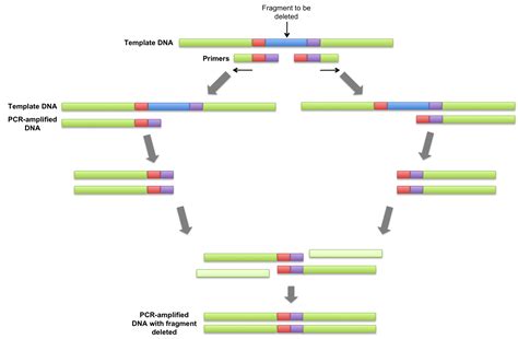 File:Overlap Extension PCR.png - Wikimedia Commons