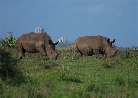 Nairobi National Park | Brilliant Africa