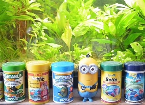 Aquarium fish food: types, choosing and feeding guide