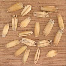 Barley vs. Wheat vs. Oats Flashcards | Quizlet