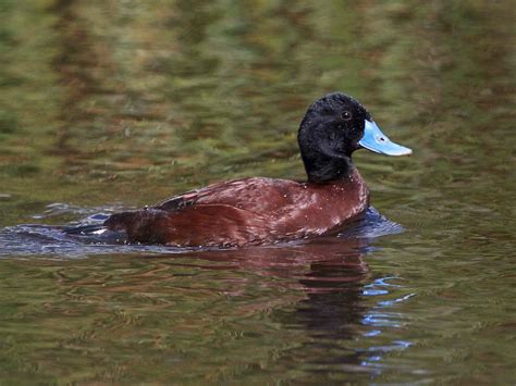 Avithera: Blue-billed Ducks