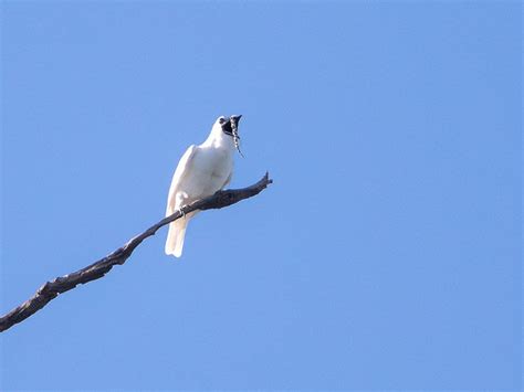 The White Bellbird - The Bird With The Most Powerful Song In The World