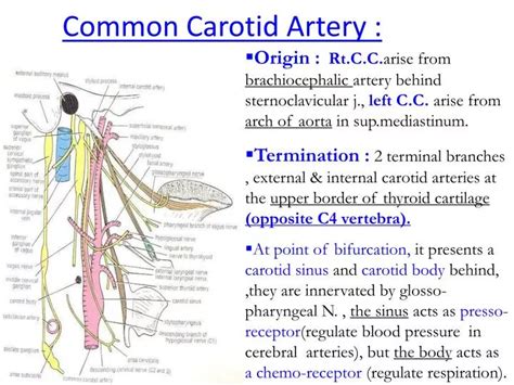 PPT - Common Carotid Artery : PowerPoint Presentation, free download ...