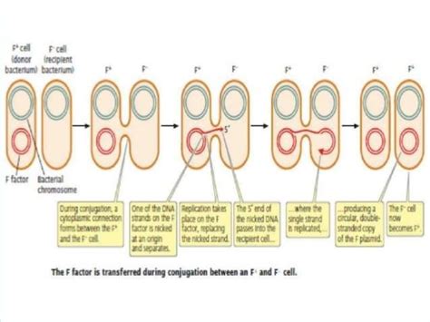 Rolling Circle Replication ppt