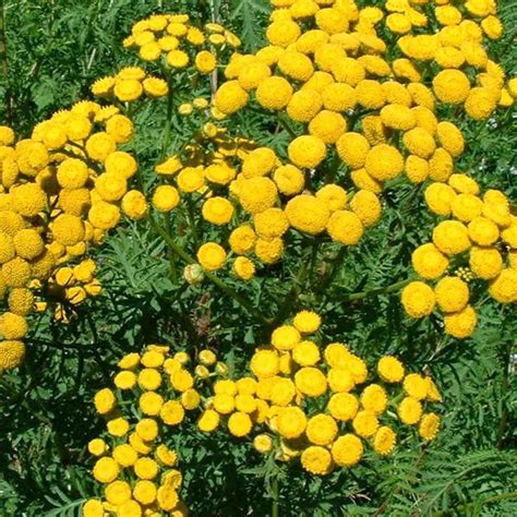 Blue Tansy Essential Oil Uses – Rocky Mountain Oils