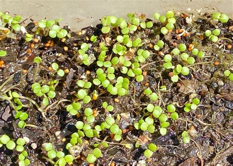 300 Fresh Watercress Seeds | Etsy