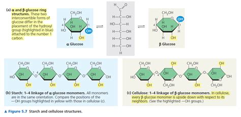 Chemical Makeup Of Glucose And Starch | Saubhaya Makeup