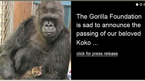 Koko, Who Learned Sign Language, Love Cats, Dies at 46