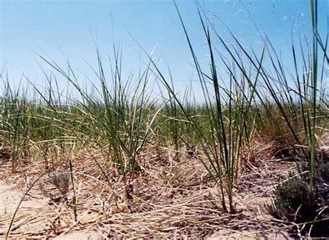 Beach grass | Dune, Coastal, Sand-binding | Britannica