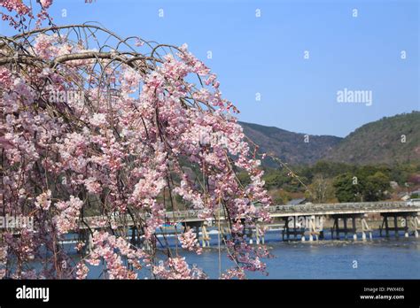 Cherry blossoms in Kyoto Arashiyama Stock Photo - Alamy