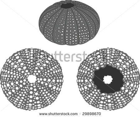 Sea Urchin Vector Stock Vector (Royalty Free) 29898670 | Shutterstock | Sea urchins art, Urchin ...
