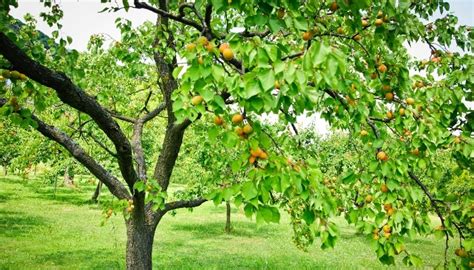 Pruning Apricot Trees for Better Growth & Fruit Production - Rennie ...