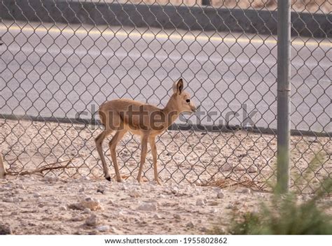 Arabian Reem Gazelle Fawn Natural Habitat Stock Photo (Edit Now) 1955802862