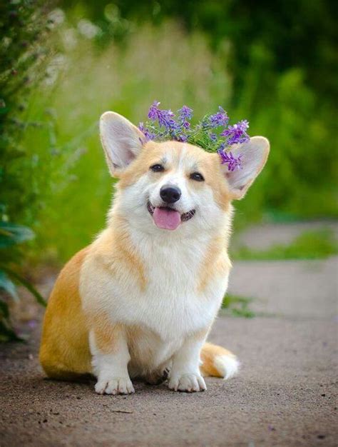 Chó Corgi- Loài động vật siêu dễ thương của vùng vương quốc Anh - Thucanh.vn - Website chuyên ...