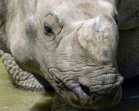 Rhino Facts - Animal Facts Encyclopedia