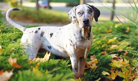 Methods to Train Catahoula Leopard Dog - Strategies and Techniques for Easy Training of Pets