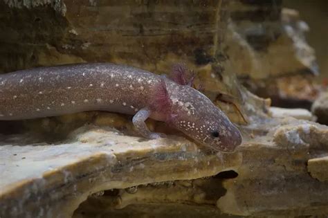 Fun Barton Springs Salamander Facts For Kids | Kidadl