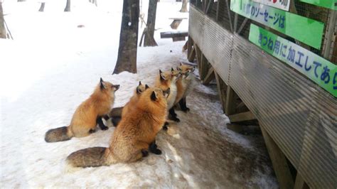 Fox Village In Japan Is Probably The Cutest Place On Earth | Bored Panda