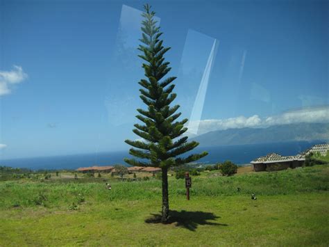 Maui Vacation Guide: Hiking in Maui on the Kapalua Resort Trails