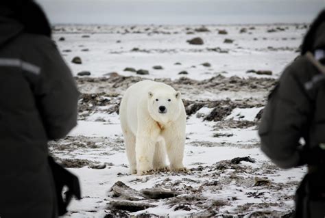 Coming face-to-face with polar bears in Churchill, Man. | Canadian ...