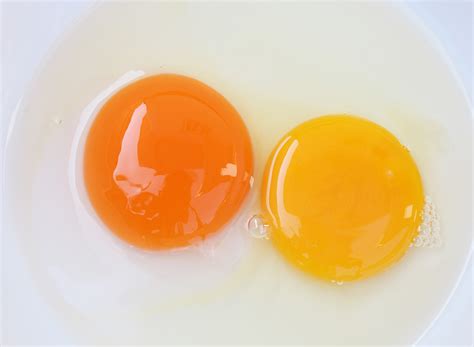 Egg Yolk